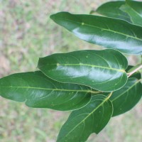 Hopea cordifolia (Thwaites) Trimen